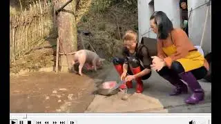 butcher women before and after slaughtering pig, fragments