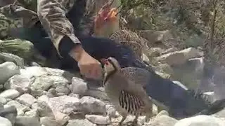 Тилак Кабк Назарпар Шери нара бади шикор дам додем катиш чак Чак кардем Кабки Ворух Чира пир 👉🦁🦁🦁
