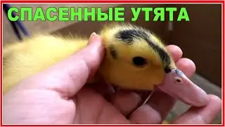 Бедные утята что делать? Спасённых утят привезли в квартиру.