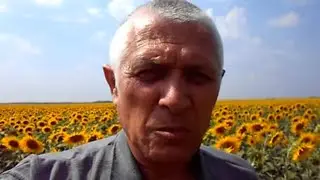 ЦВЕТУТ ПОДСОЛНУХИ  2017 года
