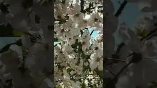 Весна | видео футаж | 