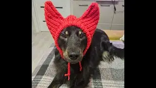Мастер класс по вязанию шапочки на крупную собаку