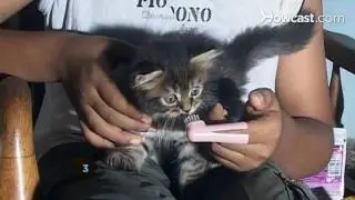 How to Clean Your Cat's Teeth