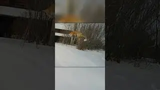 Зимняя Охота Лисы