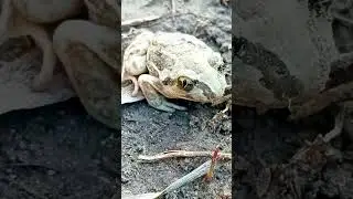 Удивительно большие глаза у лягушки)