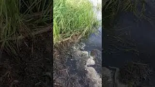 Красавец
