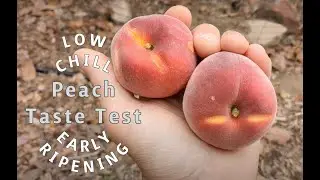 Taste Testing Two Early Ripening & Low Chill SoCal Peaches: Florida Prince and Desert Gold