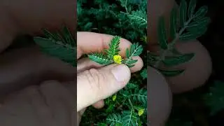 Tribulus - 
