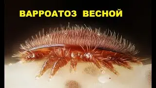 Treatment of bees from varroa in spring. Yes or no?