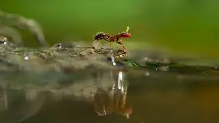 This is what fire ants do when their nest is flooded.