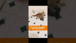 Мой папа всегда мне рассказывал, какой он был в моем возрасте бесстрашный. Забавные коты тоже)