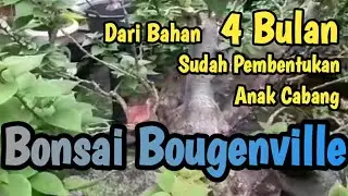 Mudah Membuat Bonsai Bougenville Singapur Bagi Pemula
