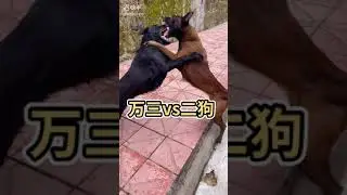 Funny Dogs and naughty baby, cute animals and life leaving sweet