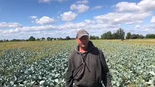 Виїхали трохи покосити халявного сіна! Капуста пішла в рост