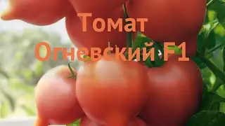 Томат обыкновенный Огневский F1 (ognevsky f1) 🌿 обзор: как сажать, семена томата Огневский F1
