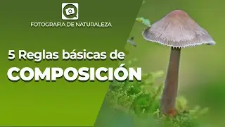 5 Reglas de COMPOSICION FOTOGRAFICA en Naturaleza