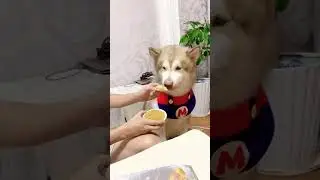 Có cái chuyện chấm thôi mà để nhắc hoài 😒😒😒pet dog chó xuhuong