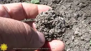 Клубника Альба. От рассады до сбора урожая.