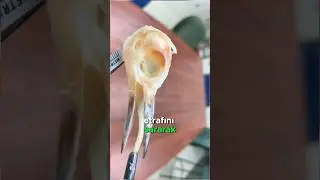 Ağaçkakanların Beyni Neden Sarsılmıyor? 🪵🐦🤕