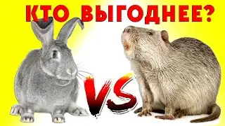 Кролики или нутрии / Кто круче?