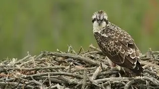 Дарвинский заповедник
