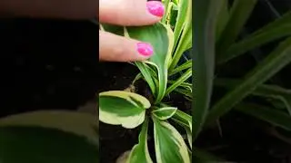 хоста ДОН СТИВЕНС 