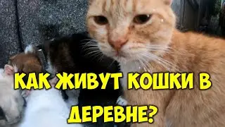 Как живут кошки в деревне взрослые кошки и котята 🐱 Кошачья жизнь в селе