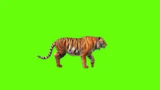 Green screen tiger walking and running || FREE