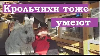 Крольчиха тоже умеет танцевать