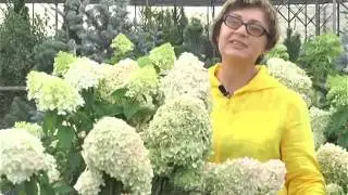 Сорта Гортензии метельчатой