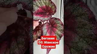 Бегония DS Женское оружие 