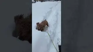 Who needs a snow plow when you have a #snowdog? #winterseason #doglover