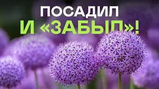 25 однолетников, которым ВООБЩЕ не нужен уход