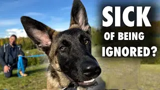 How to INSTANTLY Stop Being Your Dog’s Second Choice!