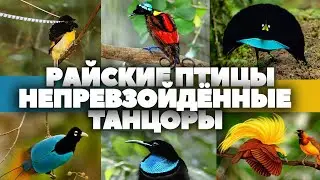Райские птицы - непревзойдённые танцоры.  HD 1080. 