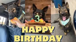 Happy 3rd Birthday Jet