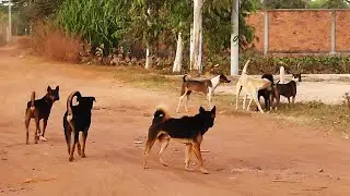 Countryside dogs life during sun down || #  325 Nature Show