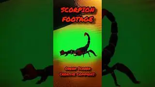 FOOTAGE OF A SCORPION ON A GREEN SCREEN.