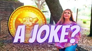 DANGER! Catgirl Crypto MIRRORS A Known Scam!