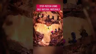 STOP-MOTION IN NATURE - A Thieving Bee