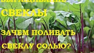 Выращивание свеклы Зачем поливать свеклу солью  И немного о чесноке