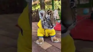 Милый тигрёнок 🥰 забавные животные! Тигрёнок в одежде ! Pet/Animal/Funny /Cat