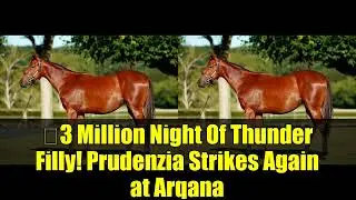 €3 Million Night Of Thunder Filly! Prudenzia Strikes Again at Arqana | Amo Racing Record Buy