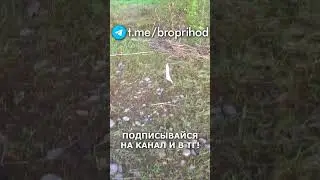 Шикарный хариус! #рыбалка #fishing #рыба #река #лето #братьяПриходько #удочка #хариус
