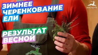 ЧЕРЕНКОВАНИЕ ЕЛИ ЗИМОЙ | ПОКАЗЫВАЕМ ИТОГОВЫЙ РЕЗУЛЬТАТ ВЕСНОЙ
