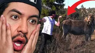 MAN vs. MOOSE 😳(viral compilation)