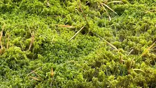 Grow your own Sphagnum moss