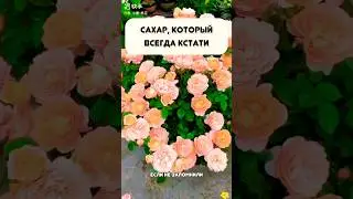 #цветы