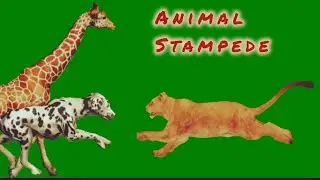 Wild animal stampede green screen #stampede #animal #greenscreen #animalrun