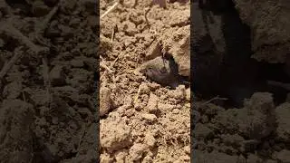 Необычная находка в поле.. ..мышь!!! #trending #animals #funny #nature #mouse #природа #смех  😂🐁🐀